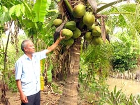 Cây dừa đứng vững khi "có bạn, có đôi"