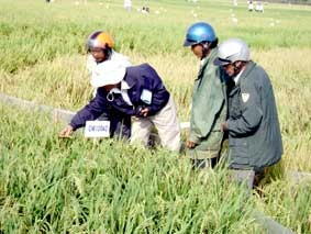Đưa vào sản xuất nhiều giống lúa ngắn ngày