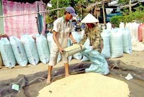 Kỳ vọng giá lúa sẽ còn tăng !