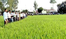 Phê duyệt Đề án xây dựng mô hình 
Cánh đồng mẫu lớn theo hướng VietGAP