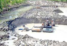 Cải thiện chất lượng cá tra giống