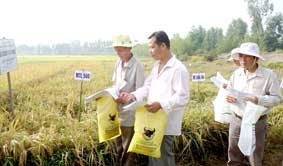 Nâng cao thu nhập cho người trồng lúa