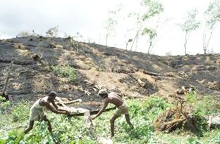 Đo lượng Carbon để cứu rừng nhiệt đới