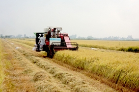 Để cánh đồng mẫu lớn thực sự lớn