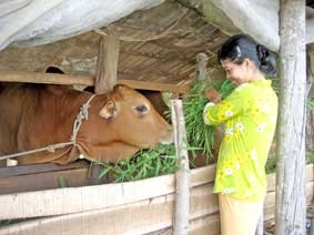 Nâng cao chất lượng tín dụng chính sách cho vùng Tây Nam bộ