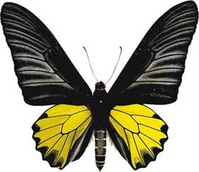 Sử dụng cánh bướm để tạo nhiên liệu xanh