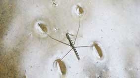 Chế tạo vật liệu siêu nhẹ lấy cảm hứng từ nhện nước