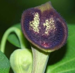 Các cây thuộc chi aristolochia bị nghi làm tăng tỷ lệ ung thư ở Đài Loan