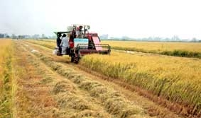 Cánh đồng mẫu lớn - Con đường hiện đại hóa ngành sản xuất lúa gạo