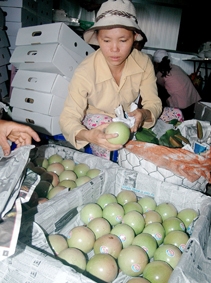 Nông dân không tiếp tục áp dụng GAP trong sản xuất chỉ là cá biệt