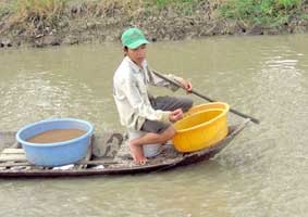 Diện tích sản xuất cá tra giống tăng mạnh