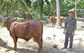 Nuôi bò cọp có giá cao