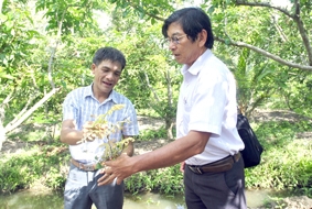 Tia hy vọng cho phòng trị bệnh chổi rồng trên cây nhãn