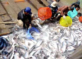 Gỡ khó cho cá tra xuất khẩu