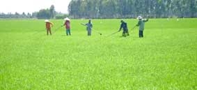 Lúa phát triển tốt, nhưng lo chi phí tăng !