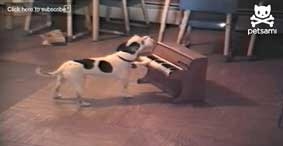 Chú chó biết đờn ca?