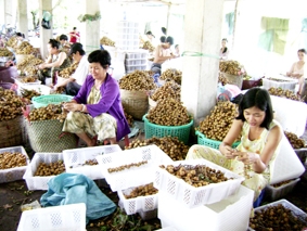 Để đồng bằng sông Cửu Long phát triển nhanh và bền vững