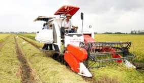 Phục vụ sản xuất lúa gạo hàng hóa, mô hình cánh đồng mẫu lớn