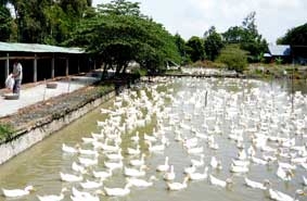 Cần định hướng để phát triển chăn nuôi thủy cầm bền vững