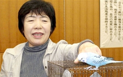 Chú vẹt bị thất lạc nhớ địa chỉ nhà