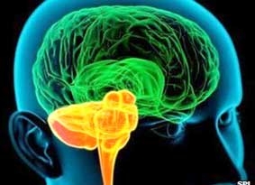 Sử dụng 2 ngôn ngữ giúp tăng cường trí não