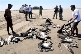 PERU: Cảnh báo sau cái chết hàng loạt của chim bồ nông