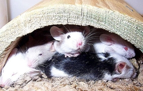 Phát hiện khả năng ngăn chặn tình trạng suy thoái não bộ