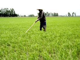 Sản xuất lúa VietGAP từ cánh đồng mẫu lớn