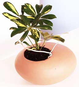 Công nghệ có thể giúp cây biết “hát”