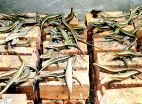 BẠC LIÊU: Thành triệu phú nhờ nuôi rắn mối