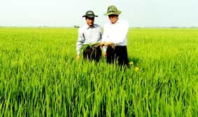 Tiếp tục nhân rộng mô hình cánh đồng mẫu lớn trong vụ hè thu