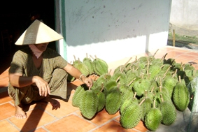 Trái cây nội, trái cây ngoại đều giảm giá