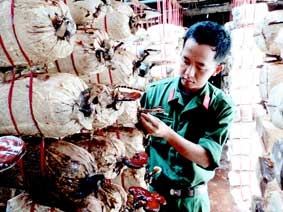 Học theo gương Bác  tăng gia, tiết kiệm