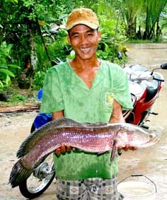 Người dân bắt được con cá lóc nặng 5,1kg