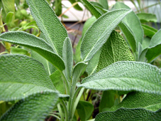 Phát hiện mới về công dụng chữa bệnh của một số thảo dược