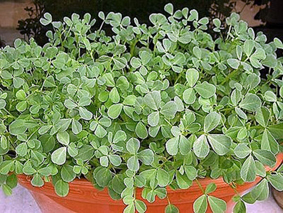 Phát hiện mới về công dụng chữa bệnh của một số thảo dược