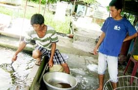 Phập phồng chờ sức mua !