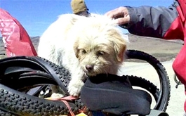 Chú chó vượt hành trình hơn 1.600 km