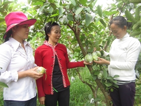 Thoát nghèo nhờ trồng ổi