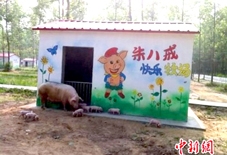 Ngôi làng dành cho... heo