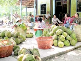 Thời tiết thách thức nhà vườn