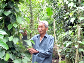 Khấm khá nhờ mô hình xen canh cây hồ tiêu