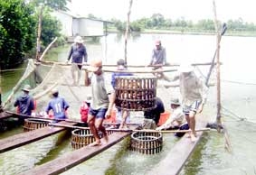 Thành lập Hiệp hội Cá tra Việt Nam để phát triển nghề nuôi cá tra bền vững