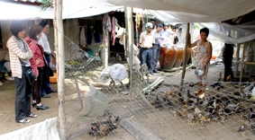 Góp phần nâng cao nhận thức phòng chống cúm gia cầm