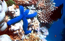 Úc lập khu bảo tồn hải dương 
lớn nhất thế giới