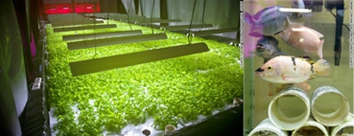 Nông trại sinh thái không tạo ra rác thải