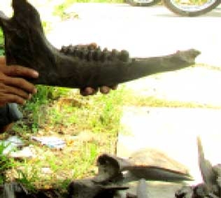 CÀ MAU: Bộ xương lạ