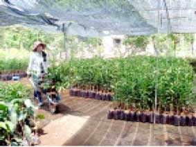 Giá cây giống tăng nhưng lợi nhuận giảm