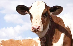 Lai tạo giống bò cho sữa có ích cho sức khỏe người dùng