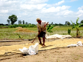Nâng cao năng lực sấy lúa vụ hè thu và thu đông